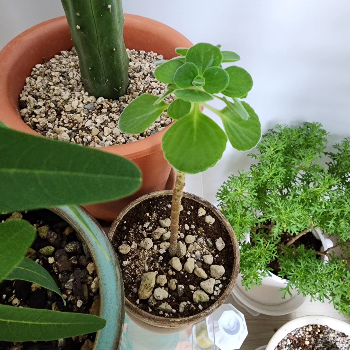 외목대로 잘 성장한 장미허브