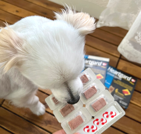 심장사상충-예방약-먹는-강아지