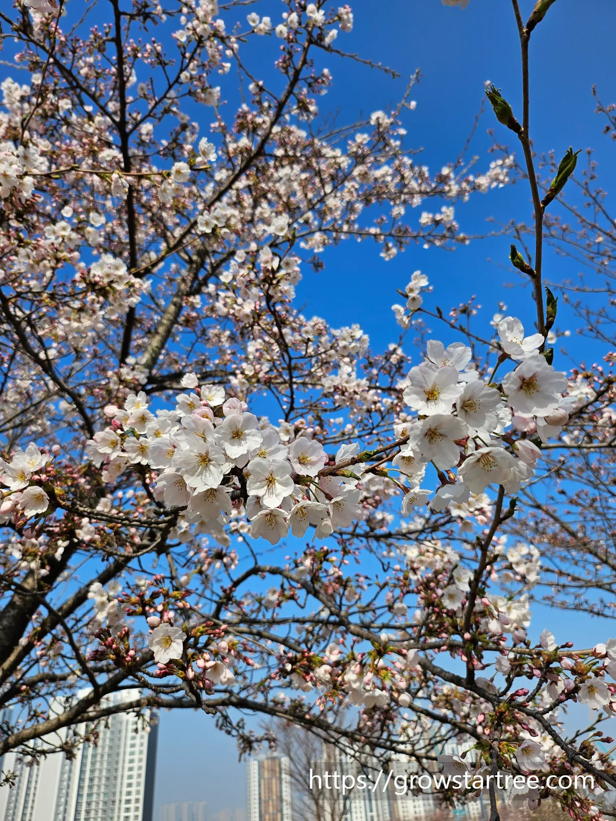 인천 연수구 봉재산 벚꽃