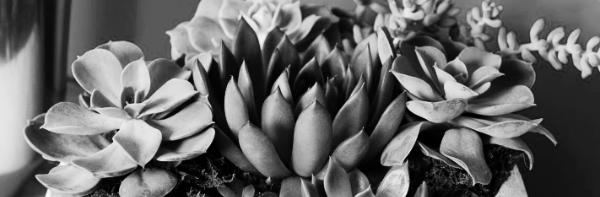 물주기 필수 지식 5가지