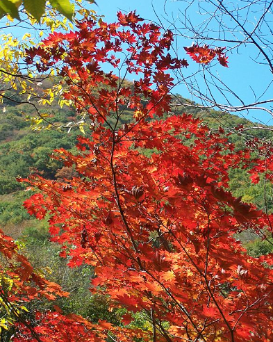 2025 지리산 단풍 절정 시기 &amp; 실시간 현황 + 인기 등산코스 총정리