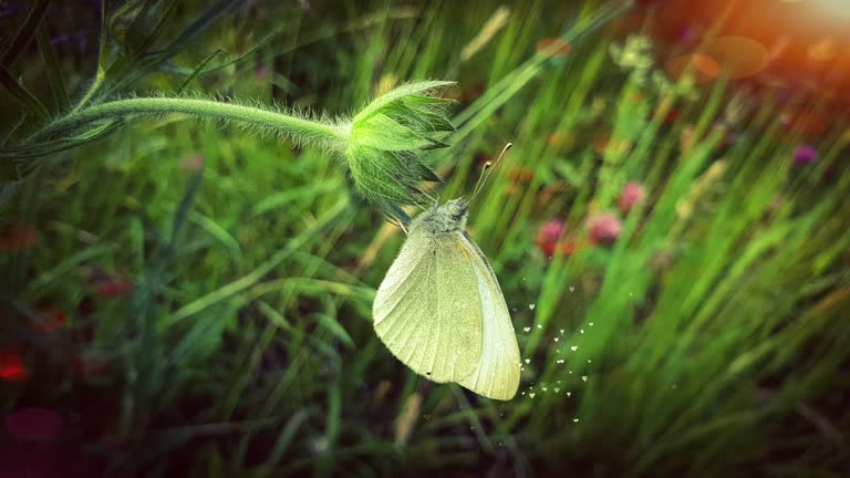 하얀 나비 꿈 해몽