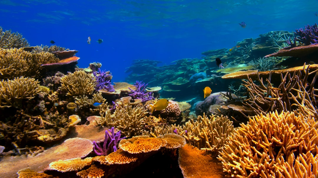 Coral