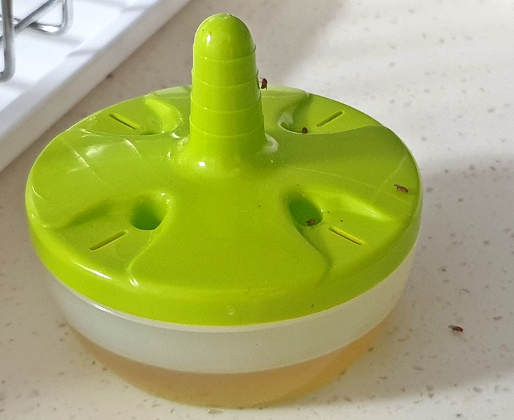 초파리 트랩 유인 효과