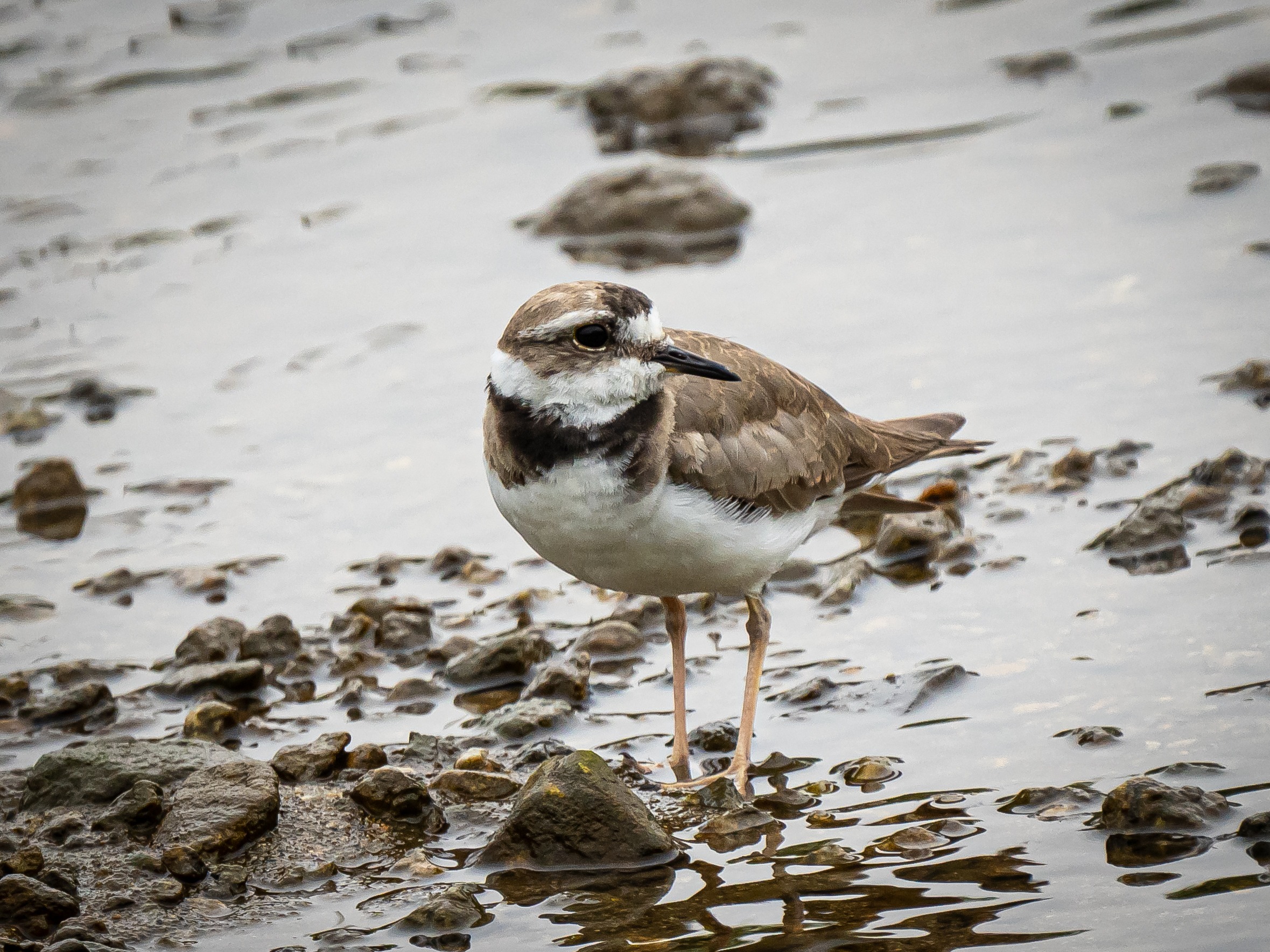 흰목물떼새, 갯벌 위의 마지막 경계자