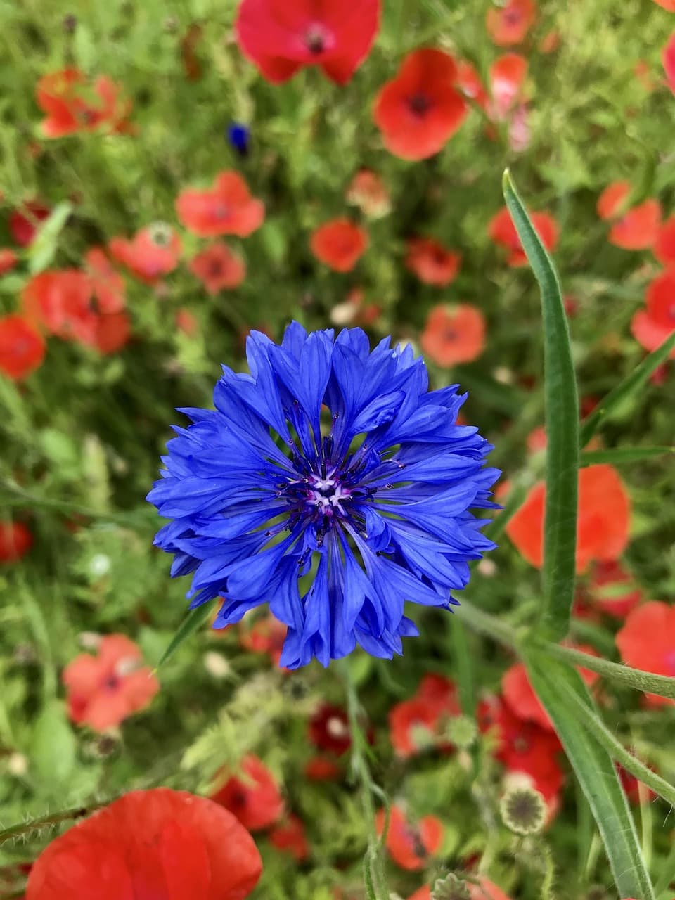 유럽에서 희귀 식물을 키우는 트렌드와 정원 디자인