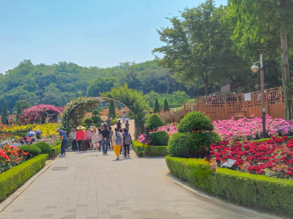 백만송이 장미축제