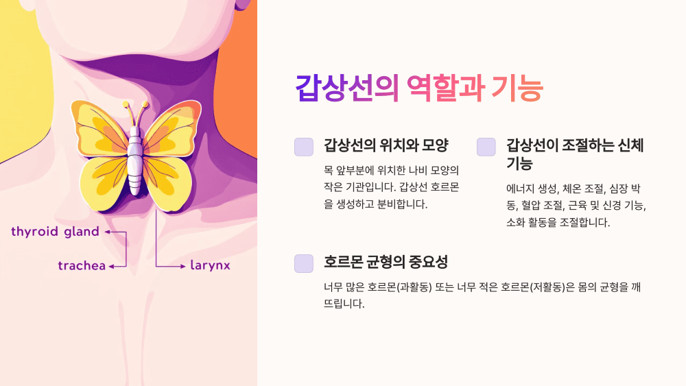 갑상선의 역할과 기능