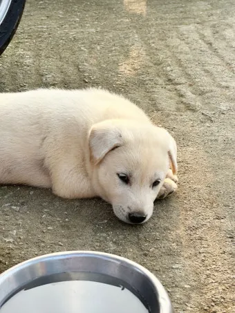 새끼강아지무료분양 멍멍이 가족 맞이 꿀팁_23