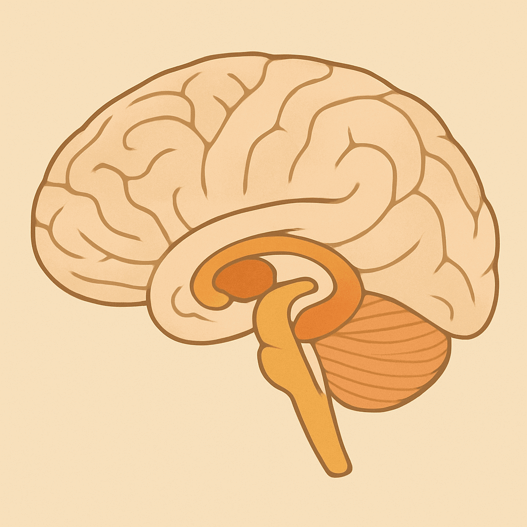 해마와 편도체를 강조한 뇌