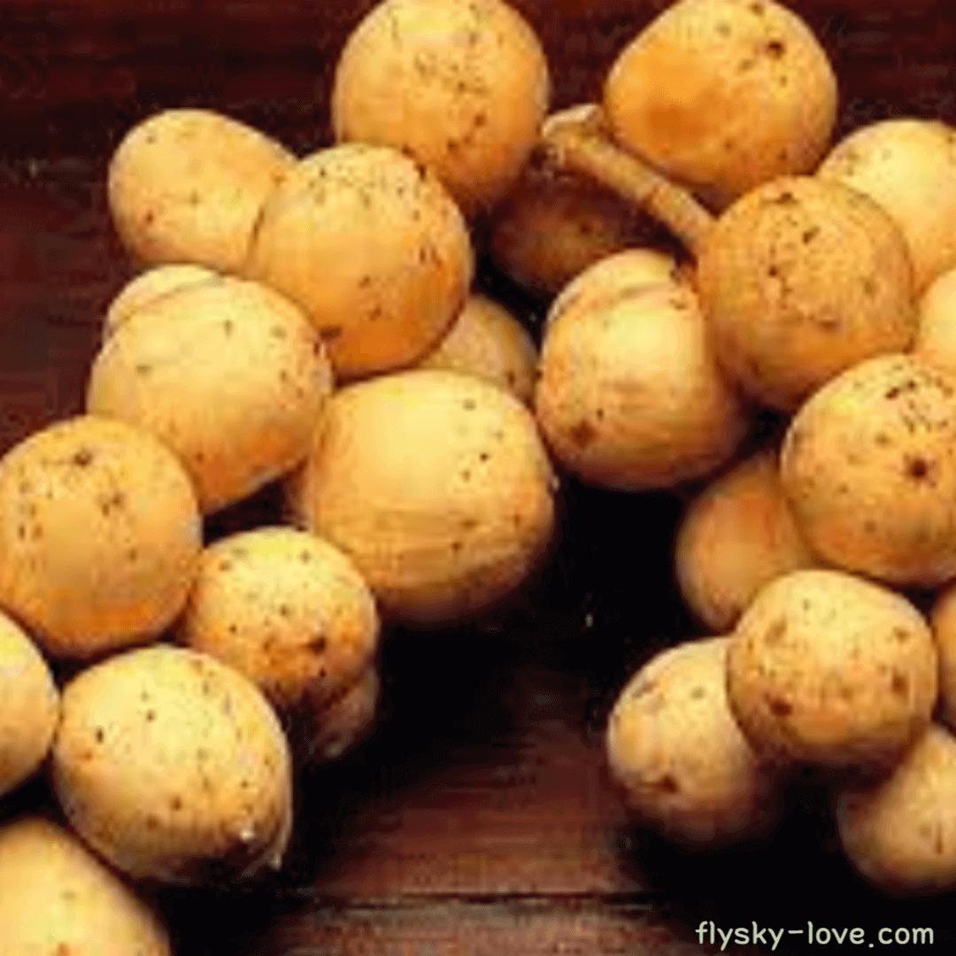 랑삿 (Langsat) 효능