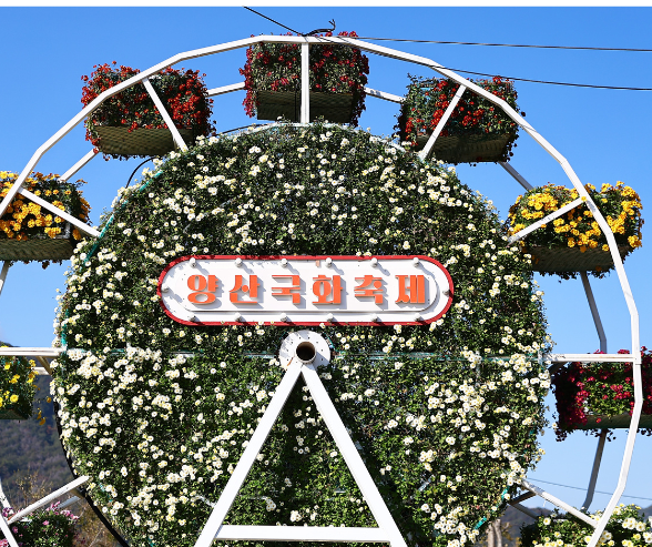 2025 양산국화축제&amp;#44; 가을의 향기 가득한 꽃 축제
