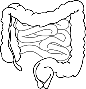 엑스레이 장 이미지.
