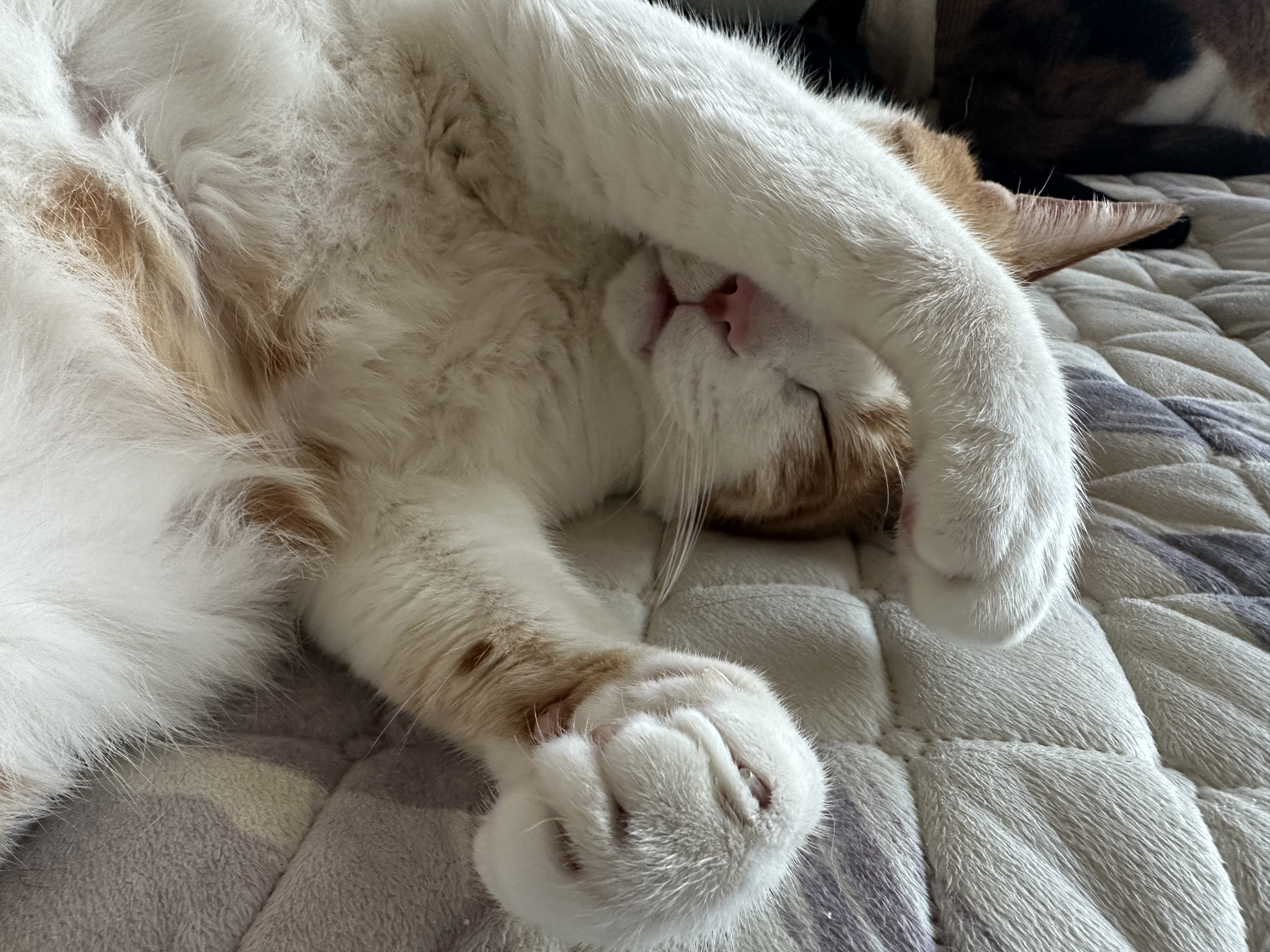 잘 때도 귀여운 막둥이 도촬하기 (feat. 6월에도 찜질하는 고양이들)