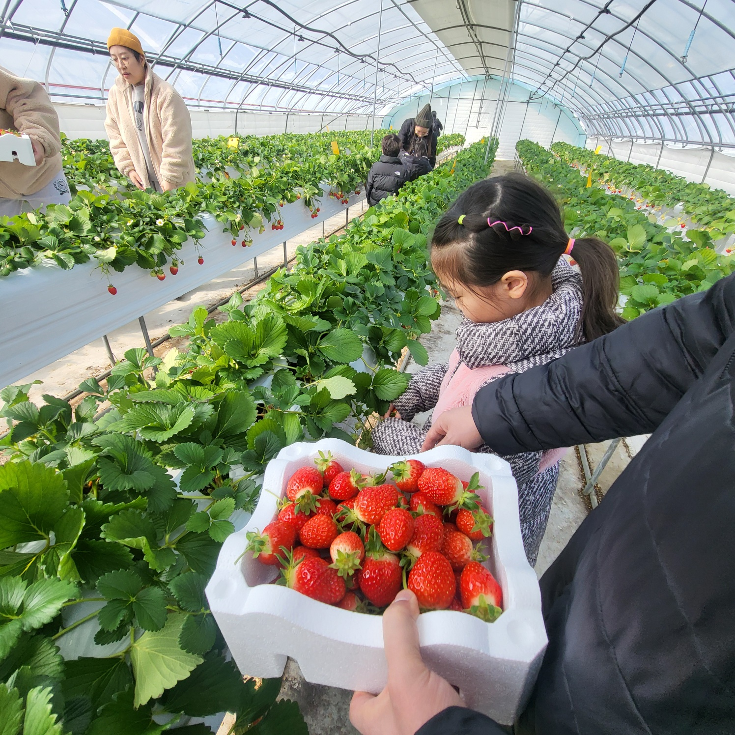 청주 딸기 체험, 딸기 케이크 만들기 (가산딸기 강추!!)