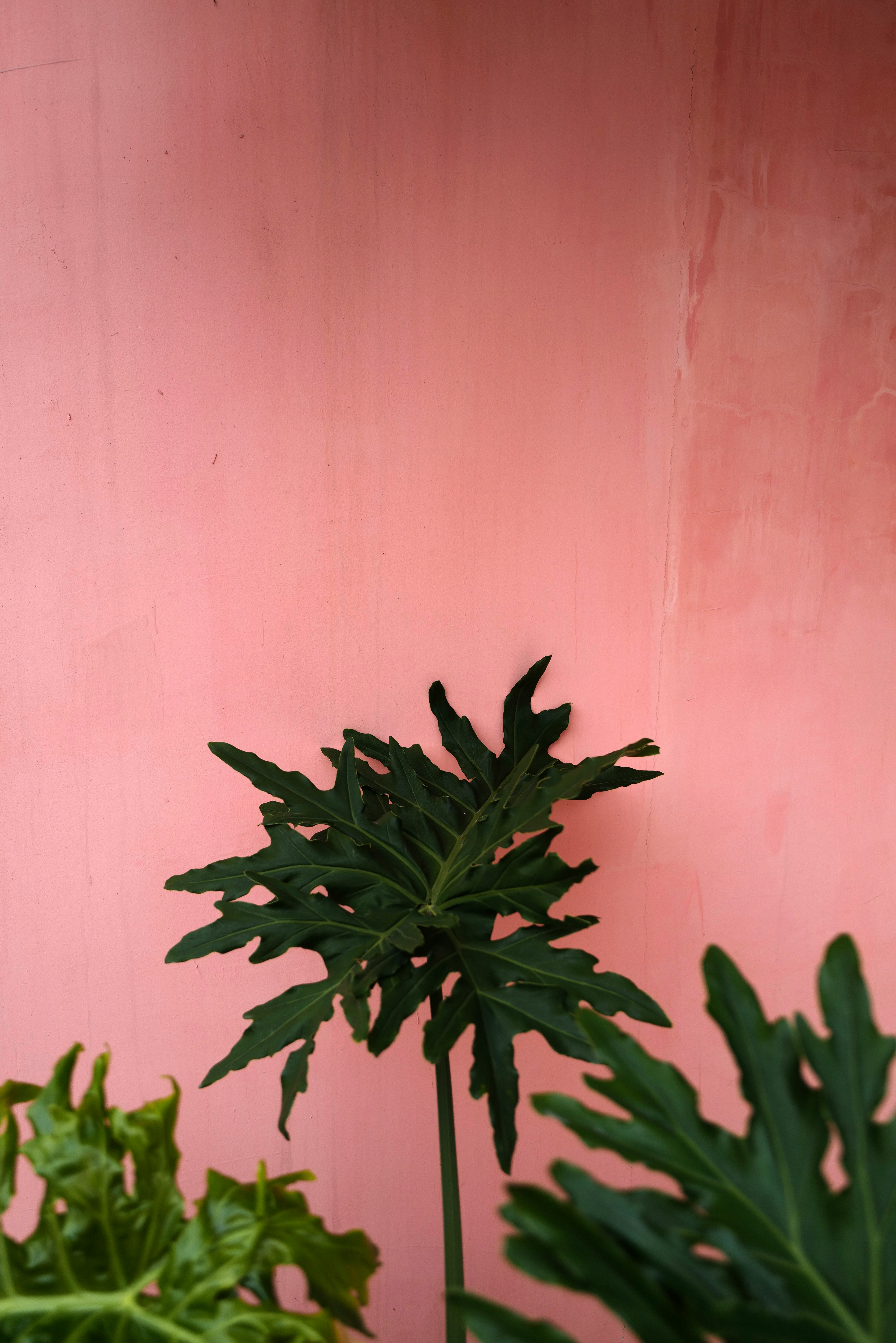 스킨답서스 효능