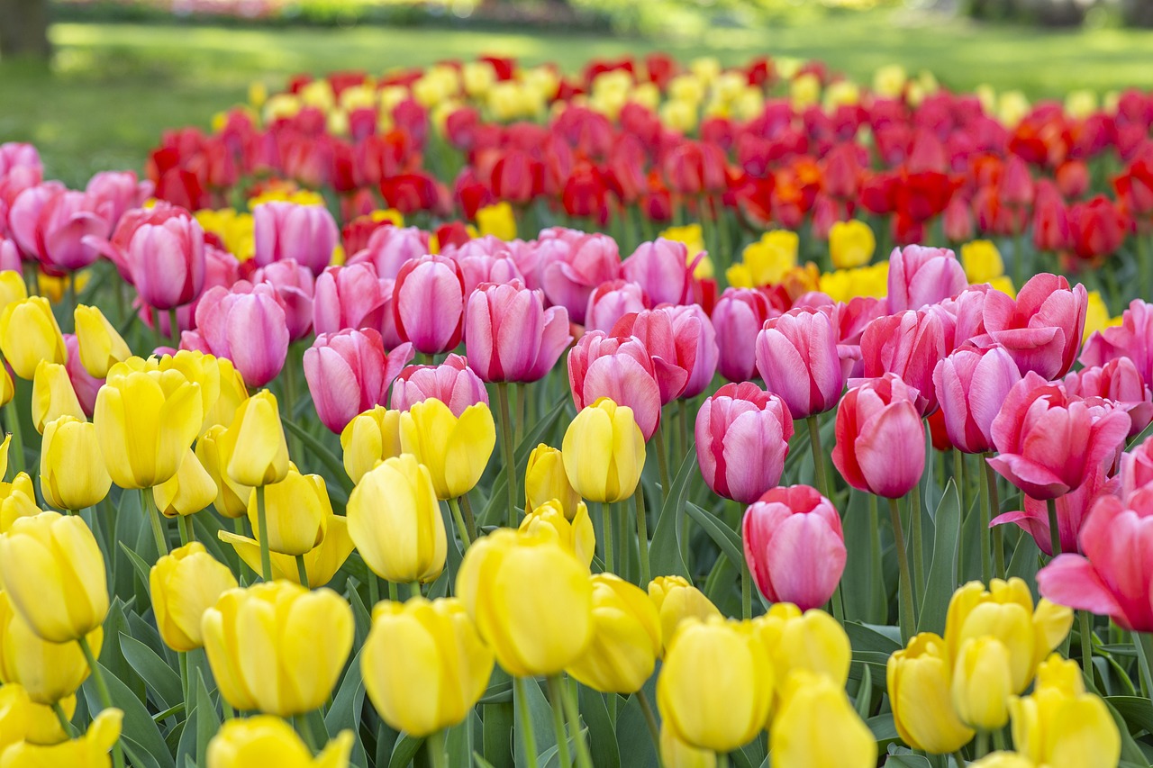 봄의 느낌을 보여주는 튤립