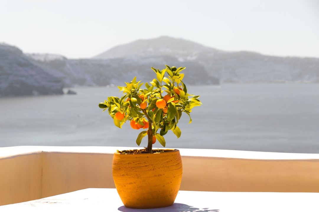 Planter