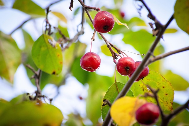 아그배나무 사진
