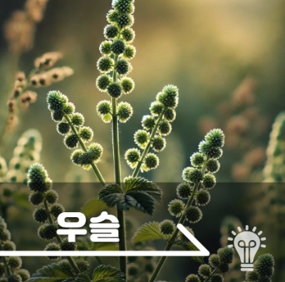 우슬 효능 부작용