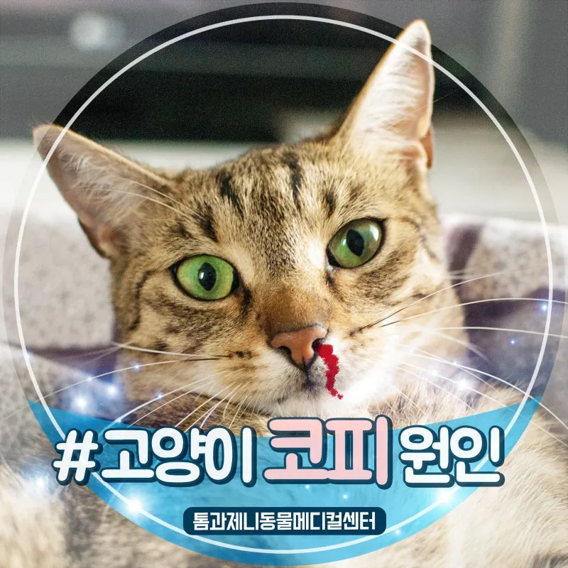 &amp;quot;고양이
