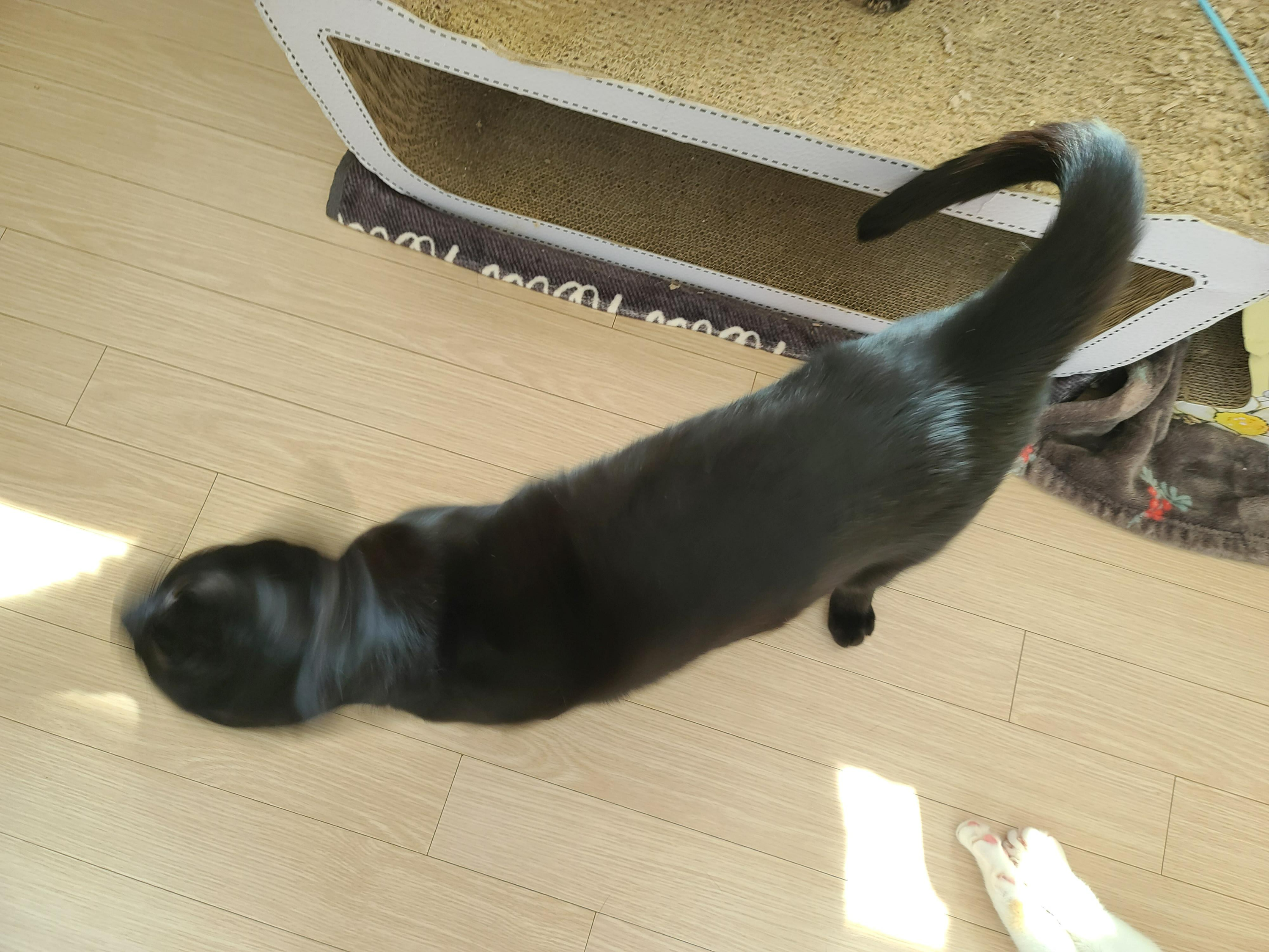 버리려고 하면 잘 써주는 청개구리 같은 고양이들 (feat.귀여운호야)