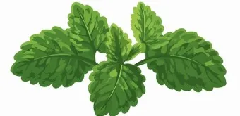 쑥 효능 부작용 하루 섭취량 먹는법_4