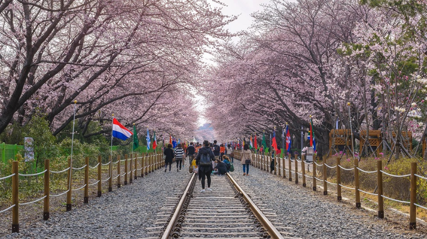 벚꽃 절정 시기 맞춰 가는 2025 진해 군항제 여행 TIP