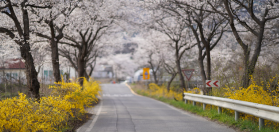 2025 진해 군항제 일정 및 벚꽃 축제