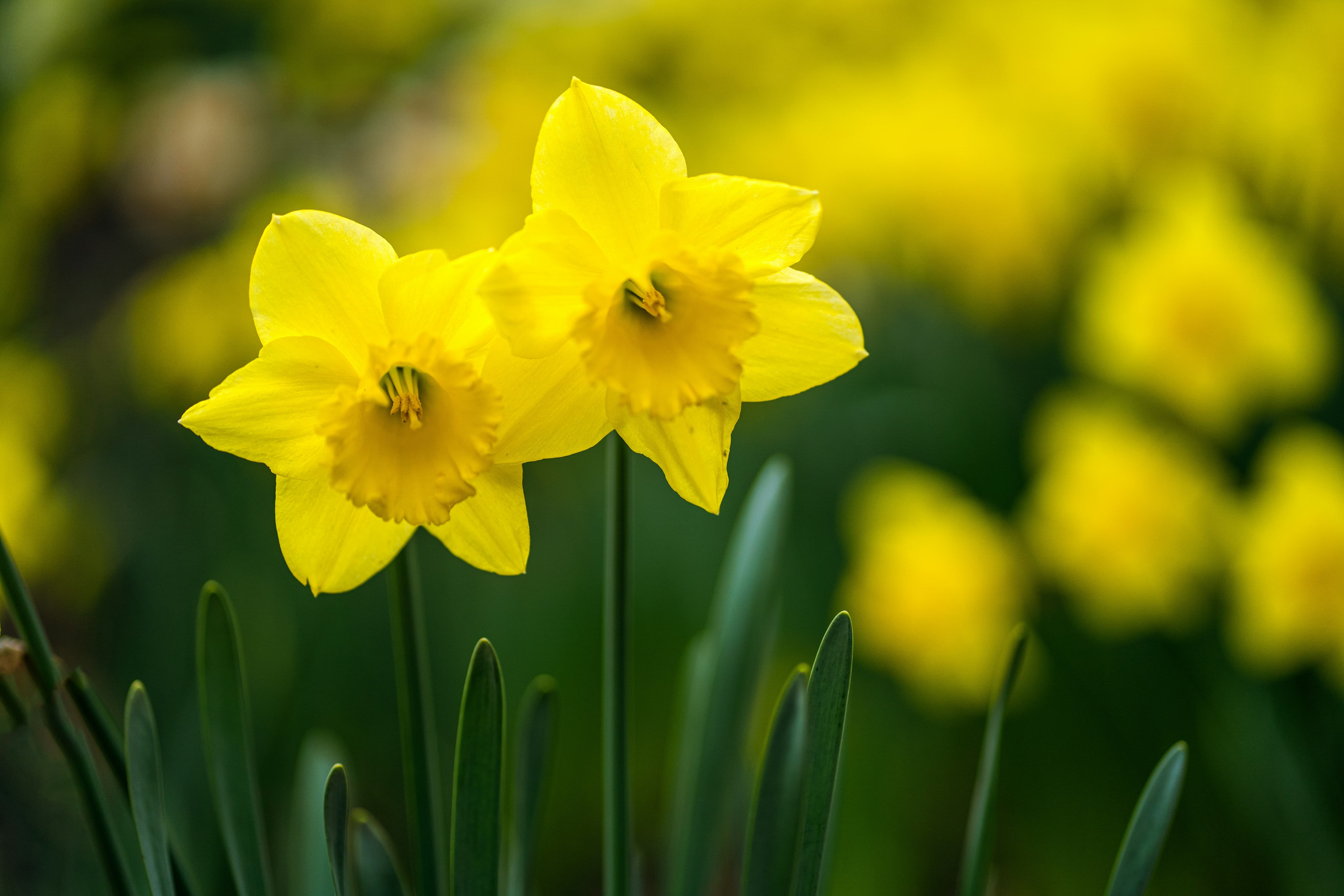 봄꽃 시즌 화담숲 사전 예약방법