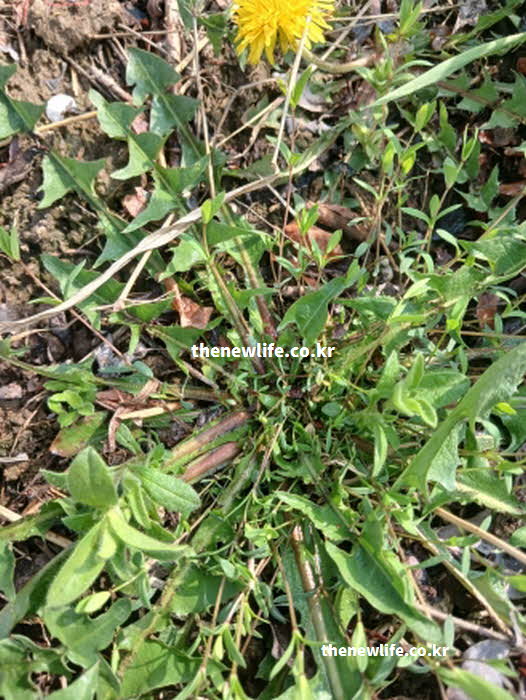 민들레 효능 면역력 강화 루테올린