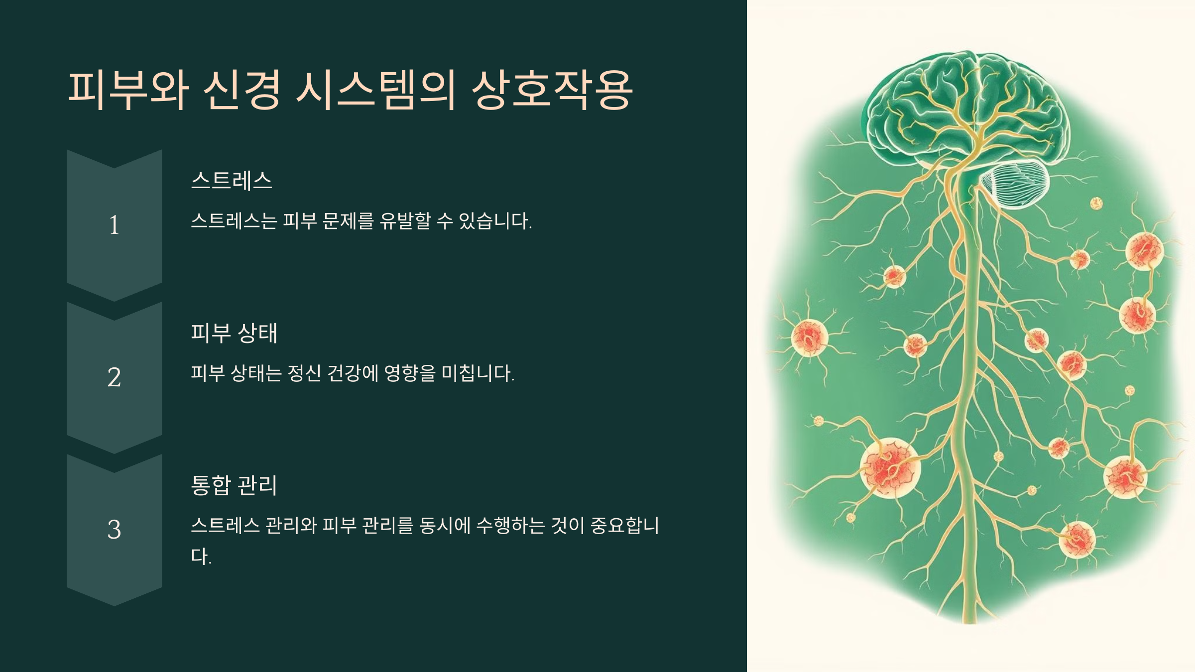 피부와 신경 시스템의 상호작용