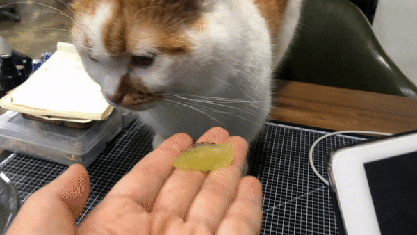 고양이가먹을수있는과일