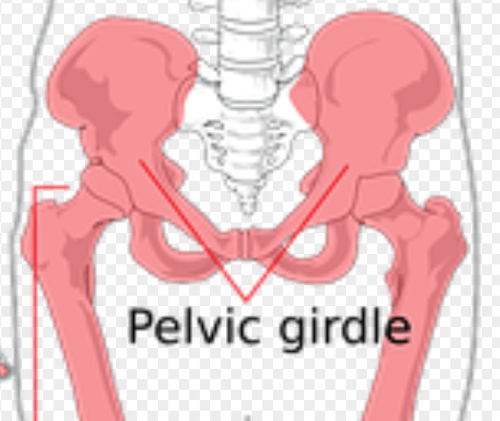 고관절통증 TOP10