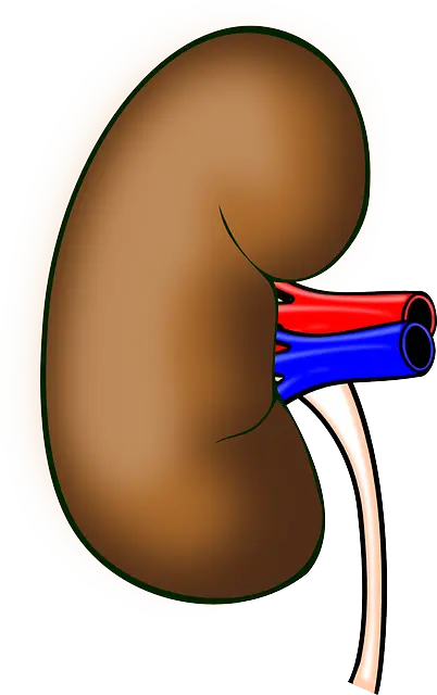 신장이 안좋으면 나타나는 증상