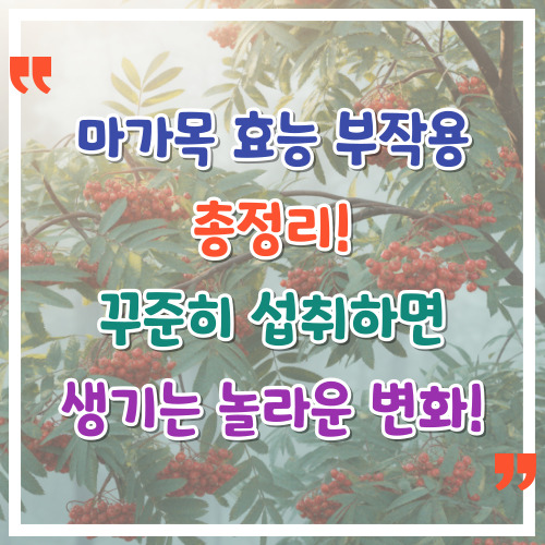 마가목-효능-부작용-총정리-꾸준히-섭취하면-생기는-놀라운-변화