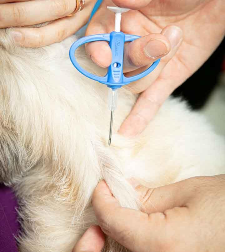 반려동물 보호칩관련 사진