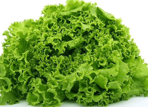 연두색의 상추들이 풍성하게 쌓인 모습으로 상추잎은 주름이 져 있고, 매우 싱싱하다.