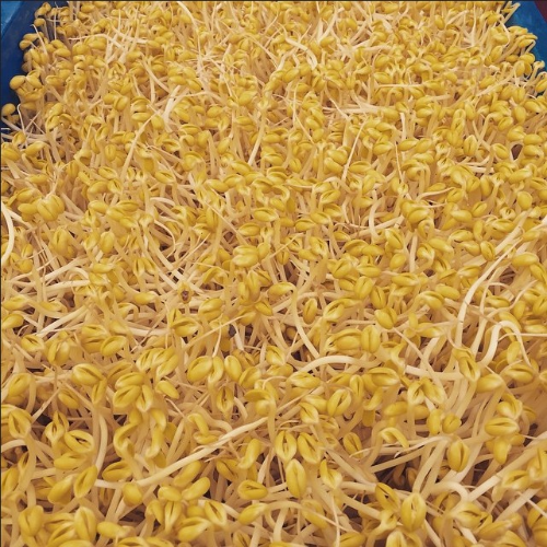 콩나물 효능 칼로리 부작용 총정리