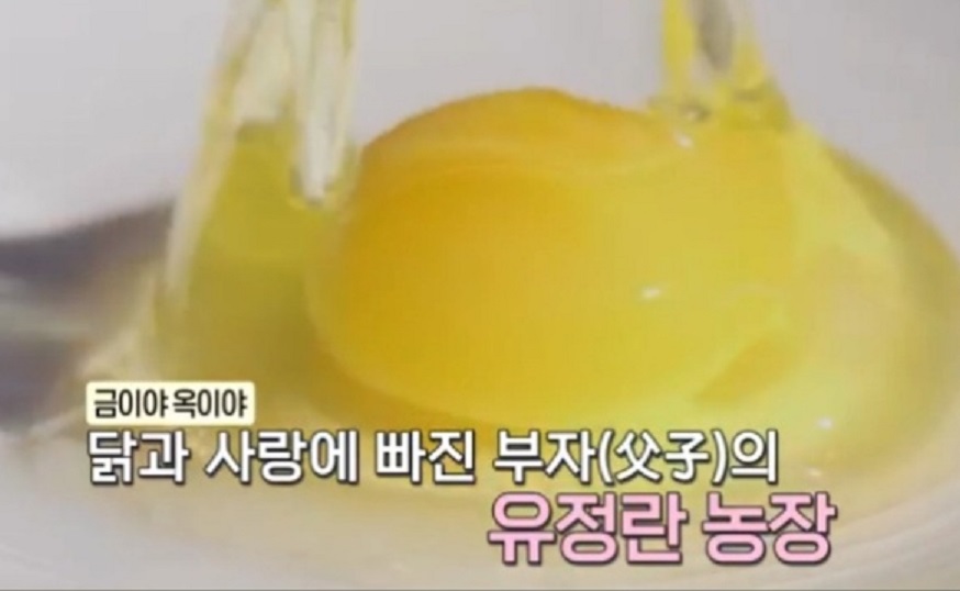 동네한바퀴-경기도-연천-유정란-유나네자연숲농장