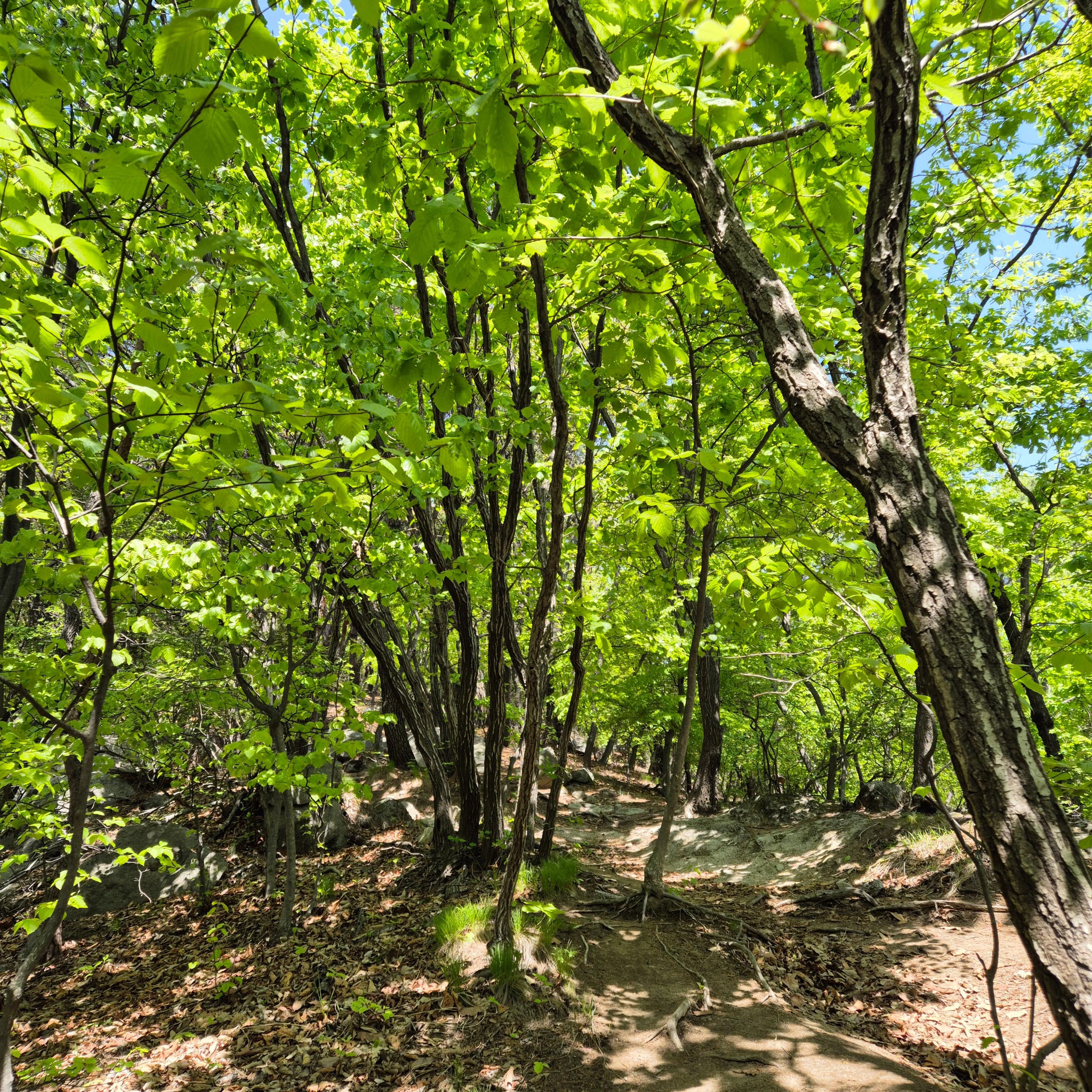 마니산 입장료&amp;#44; 마니산&amp;#44; 마니산 등산&amp;#44; 마니산 등산로&amp;#44; 강화도 마니산&amp;#44; 강화 마니산&amp;#44; 함허동천&amp;#44; 함허동천로&amp;#44; 마니산 함허동천로&amp;#44; 마니산 험허동천&amp;#44; 마니산 계곡로&amp;#44; 마니산 단군로&amp;#44; 마니산 주차장