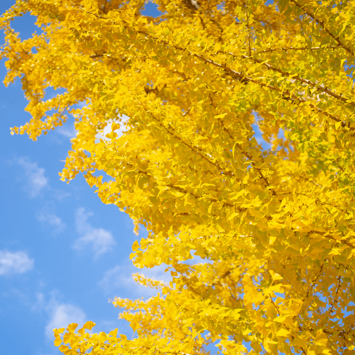 푸른하늘과-은행나무잎