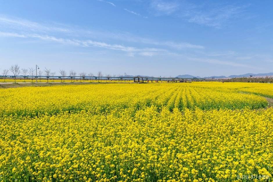 부산 대저생태공원