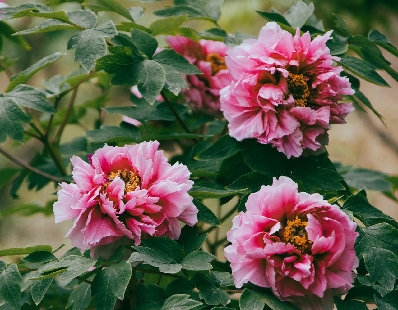 작약과 모란 구별 방법