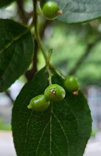 노린재나무 열매1