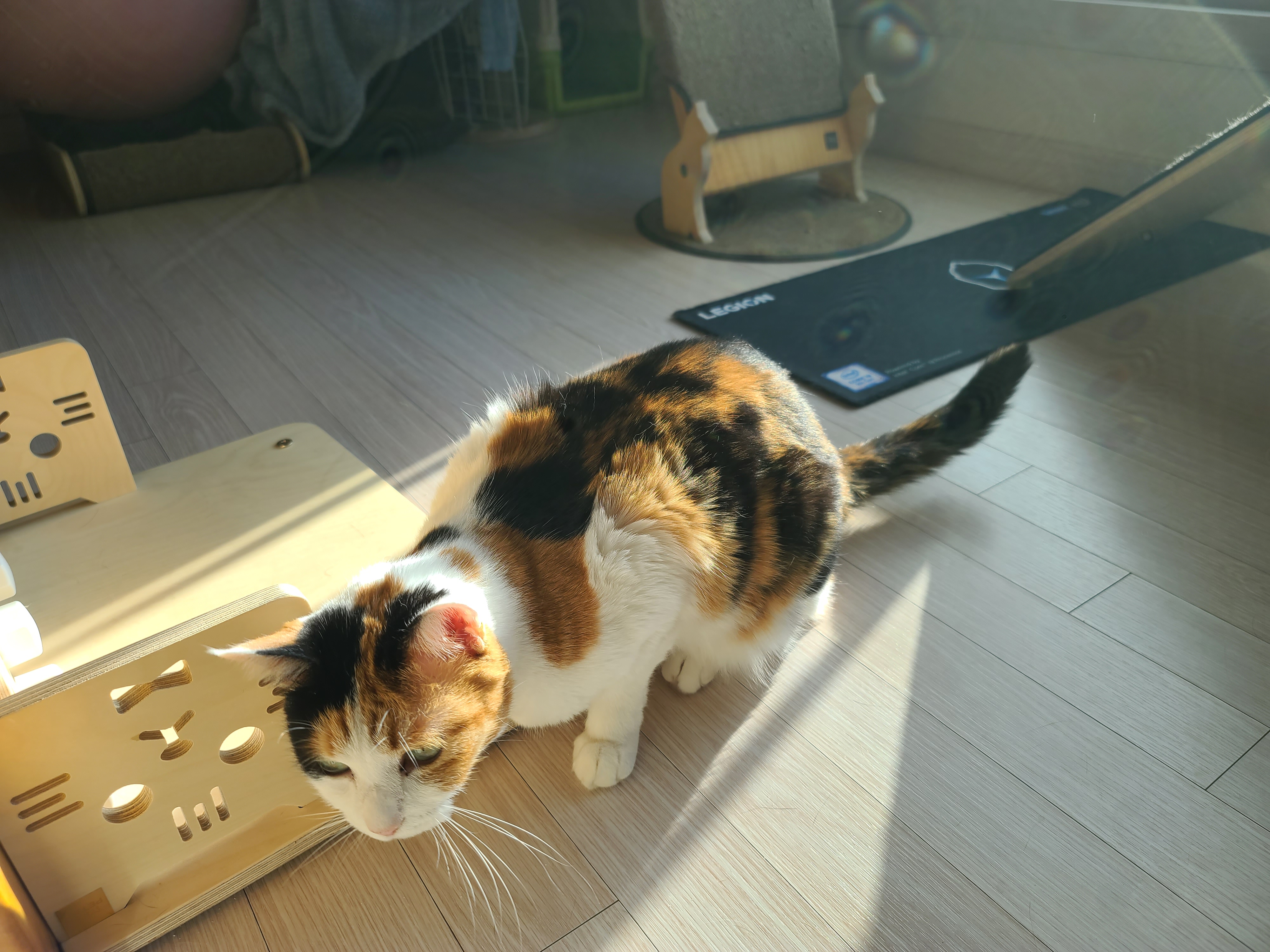 아침인사 요란하게 하는 요미 ㅋ