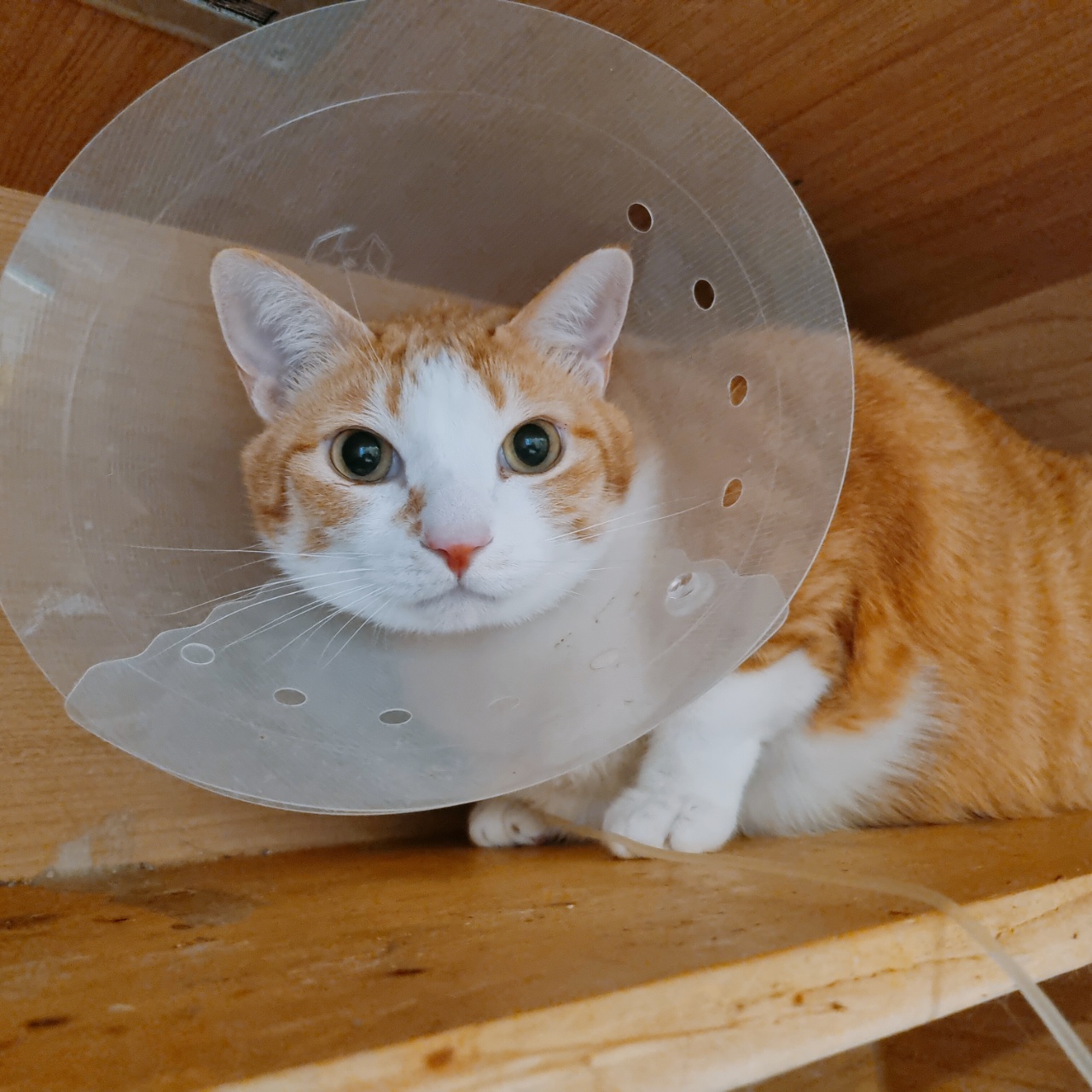 황달로 인한 호야의 입원. 고양이 황달.