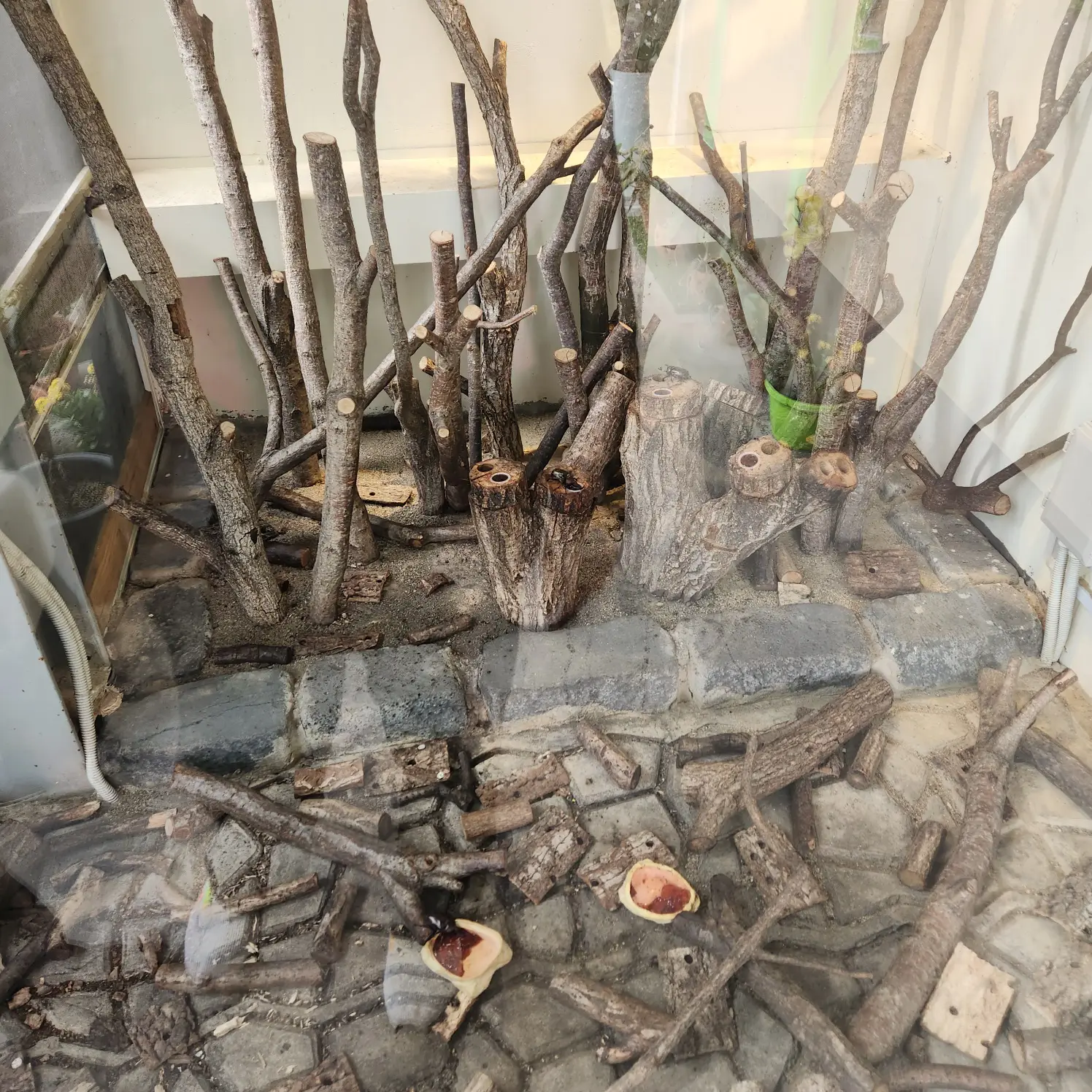 사슴벌레-젤리-식사