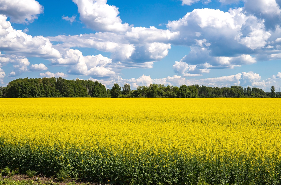 국내 봄 여행지 관련 사진