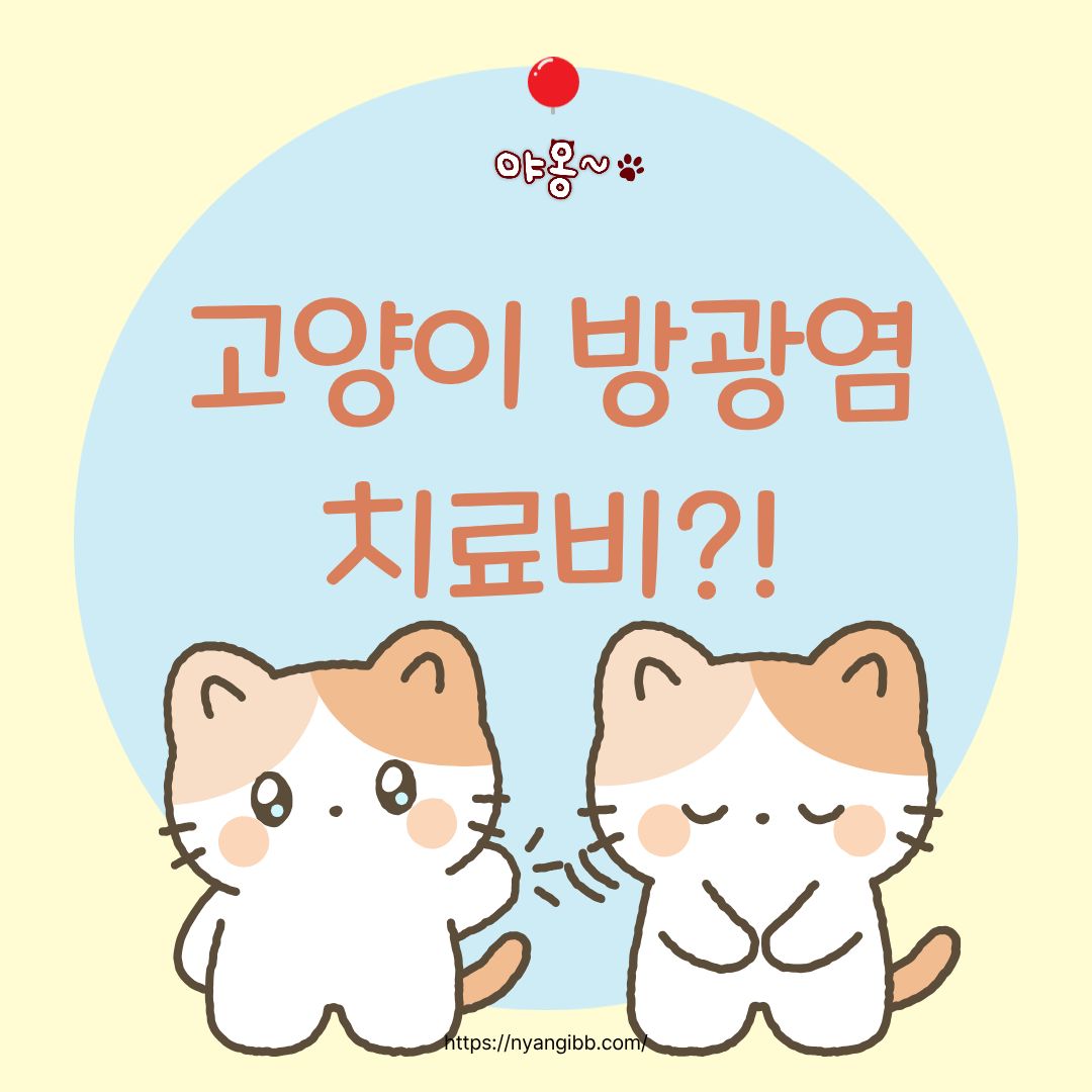 고양이 방광염 치료비 이유 관련 사진
